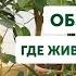 БОЛЬШОЙ обзор растений Особенности выращивания комнатных растений в теплице