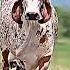 Jai Shree Gau Mata
