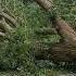Short Bomen