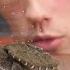 Baby Snapping Turtle Vs Crayfish