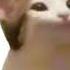 Pop Cat Screaming