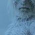 Night King Coming To War And Will Kill Everyone Now Nightking Shorts Gameofthrones Got