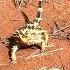 Watch This Thorny Devil Dance To Nature S Rhythm Moving With Perfect Grace Reptiles Animalshorts