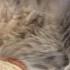 Храп кота Snoring Cat Глубокий сон кота Животные