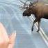Moose Are Way Too Damn Big