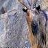 World S Tallest Goat Facts Wildfacts Animalfacts Shorts Markhor