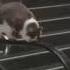 O Fortuna Cat напряжённая музыка