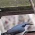 Птичий завтрак Birds Breakfast Звук высокого качества HQ Sound 4K