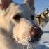 Goodbye February Husky Dogo Chien Perro Koer Pies Hund собака Dog Koira क त त Jämthund