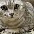 Две бутылки водки Cat видосыоткота юмор веселыекоты кот прикольныекоты котики красиваякошка