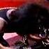 KISS Love Gun Brooklyn Bridge Reunion Tour MTV Awards YouTube