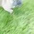 Zooming Frenchie Is Fast As F K