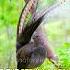 This Bird Can Mimic Any Sound