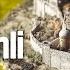 İstanbul Un Fethi Nin En Gizemli Sırları