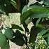 Mango మ మ డ క యల Fruitrees Mango Garden