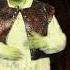 Shrek The Musical Act 1 2023