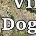 Relaxing TV For Dogs Virtual Dog Walk With Gentle Music