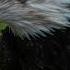 Eagle Sound Effect Eagle Screaming And Calling Sfx Eagle Sound To Scared Birds Natural Real Sound