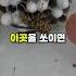 벌에게 쏘이면 절대 안되는 부위 중요부위 아님