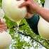 Turning Fresh Cow S Milk Into Cheese Old Way Still Works