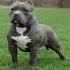 TOP 5 RARE OLD PITBULL BLOODLINES Shorts Part 1
