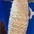 Shake For Ice Cream Vanilla Chocolate Punjabisong Foryou Icecream Viralvideo Streetfood Food
