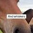 Watch Your Back Foal Foals Horse Equestrian Cutefarmanimals Funny Naughty Babyhorse