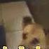 Dog S Sneeze To Show A Lack Of Aggression
