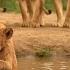 After Saving A Lion Cub A Man Is Surrounded By The Pride And What They Do Is Shocking