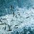 Artifishal The Fight To Save Wild Salmon Patagonia Films