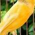 Bird Sounds Singing Birds Canary Singing Animals Birds Bird