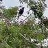 Beautiful Birdsong Amazing Wildlife Trending Wow Beautiful Sound Black Bird Song Shorts