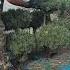 Garden Ogrod Niwaki Ogród Rośliny Tree Topiary