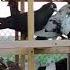 PiGEON S Variety Collection In My Wood Cage Pigeon Collection Breed Colors Uraan Pigeonsupplies