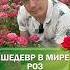 Идеальная роза для участка Название красавицы Антик саженцы роза дача питомникрастений