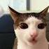 How They Named Soap Cat Meme Shorts Dude Dans