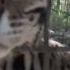 Zombie Cat