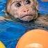 Lala Hides From Thuy To Goes Swimming With The Swimming Ball