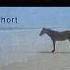 Hort Shorts Meme Horse Voiceover Voiceactor Memes Relatable Vo Va Rage Info Spelling