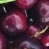 Kay Tamis Nyan Cherries