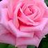 Grafted Pink Rose Care In Summer Grafted Rose Fertilizer