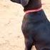 Baby Dog Barking Sound 12 Shorts Puppyvoice Dogsound Dogvoice Barking