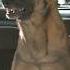 German Shepherd Vs Badger What Happens When Tenacity Meets Control Gsd GuardDog DailyK9