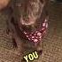 She Was Sad Animalshorts Sad Dog Saddog