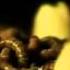 Oomph Labyrinth Offical Video HD