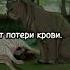 Смерти котов воителей2часть Shorts Short Shortvideo котывоители шортс рекомендации Subscribe