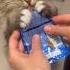 Ням ням ням Cat Pets Shots Shelter