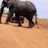 Big Elephant Crossing