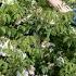 How To Take Rose Cuttings