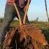 This Cassava Harvest Is Like A Full Body WORKOUT Rootin Tootin Good Time Cassava Farming